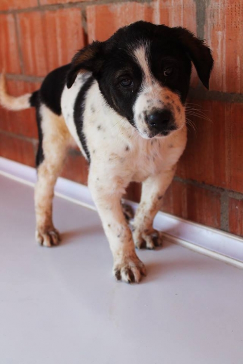 ქართული ქოფაკი უსახელო