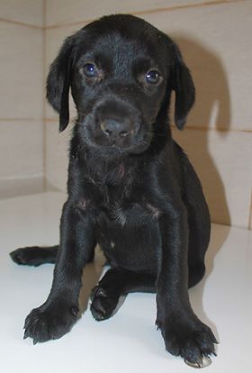 მეტისი უსახელო