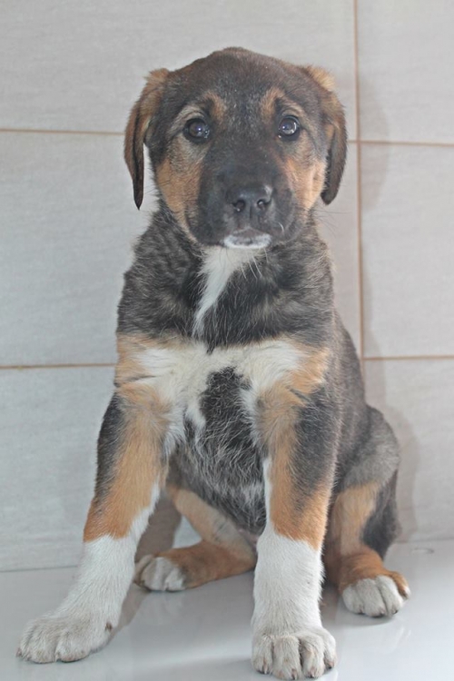 მეტისი უსახელო