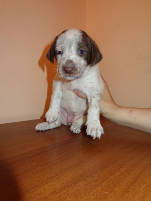 მეტისი უსახელო