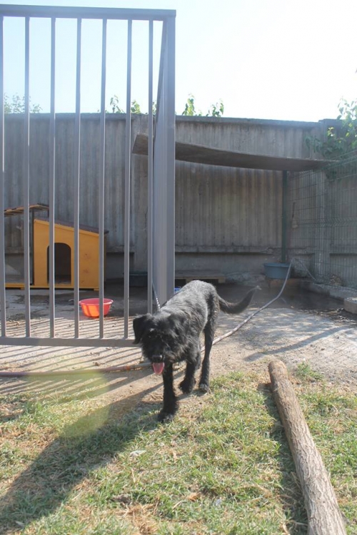 ბალონკა უსახელო