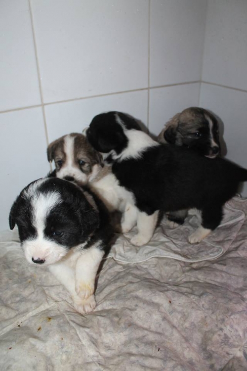 ქართული ქოფაკი უსახელო