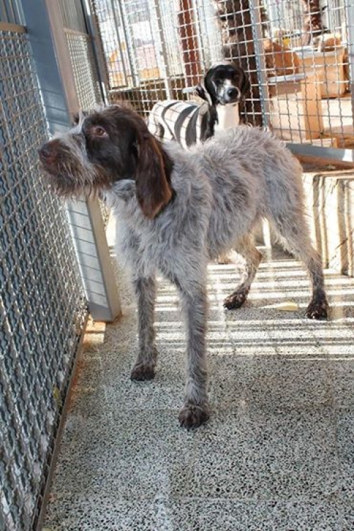 დრათხარი ჯინა