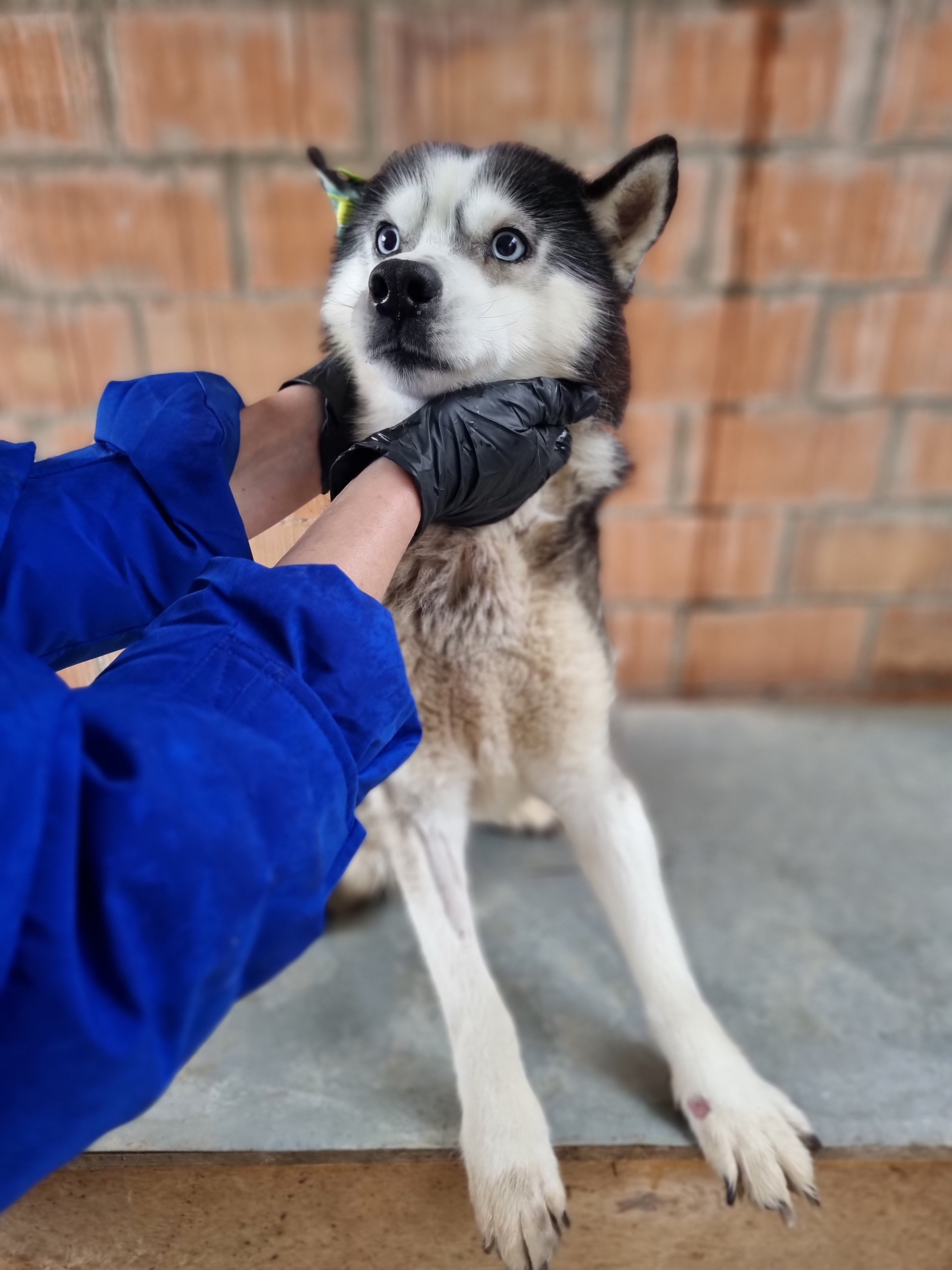 ჰასკი რუსთავი