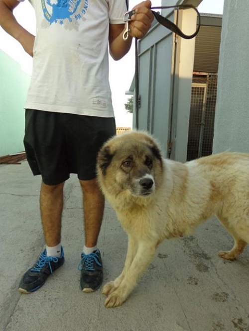 ქართული ქოფაკი ბიბი