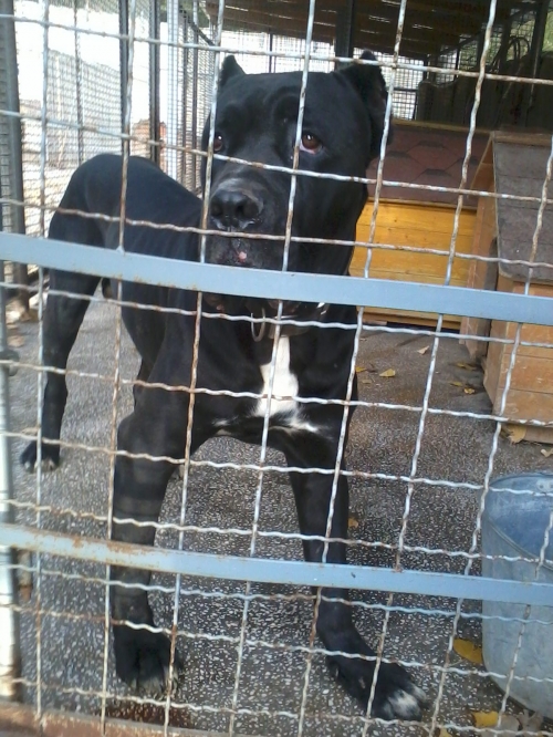 კანე კორსო გრეი