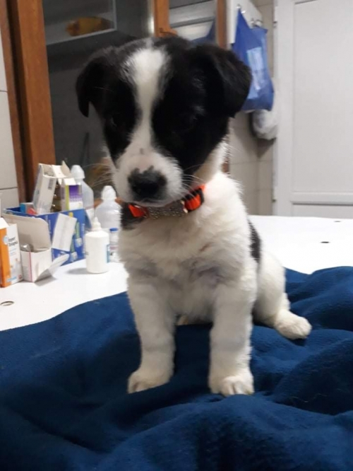 მეტისი უსახელო