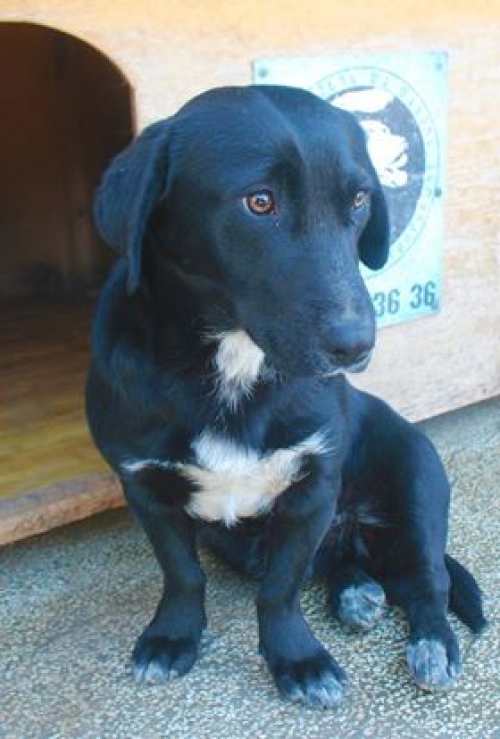 მეტისი ჩორნა