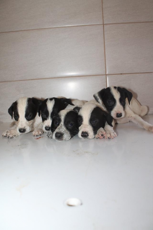 კურცხაალის მეტისი უსახელო