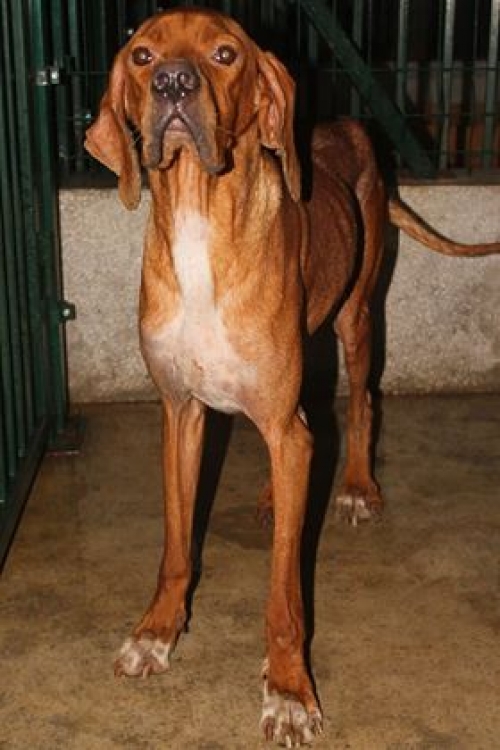 პოინტერი უსახელო