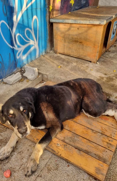 მეტისი სიმბა