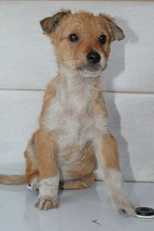 მეტისი უსახელო