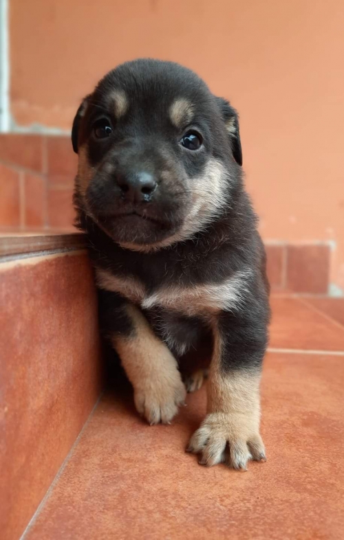 გერმანული ნაგაზის მეტისი უსახელო