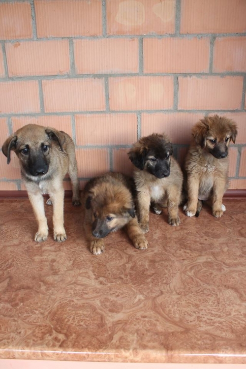 ქართული ქოფაკი უსახელო