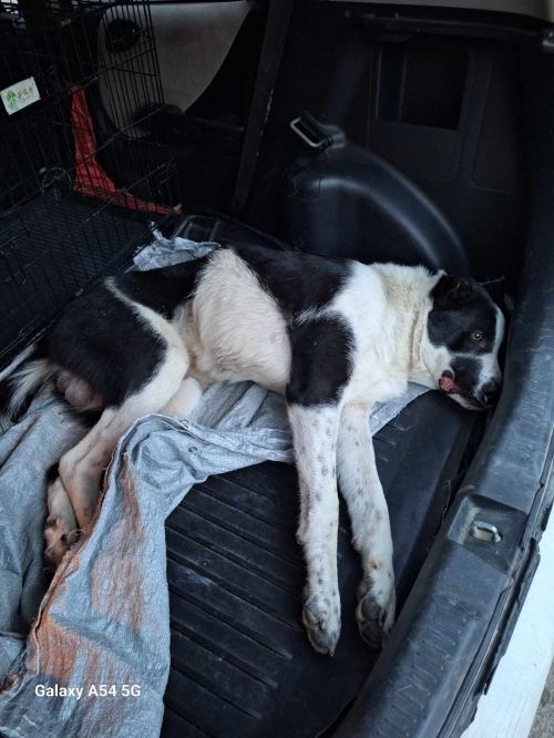 ქართული ნაგაზი გორის რაიონი სოფელი ვარიანი