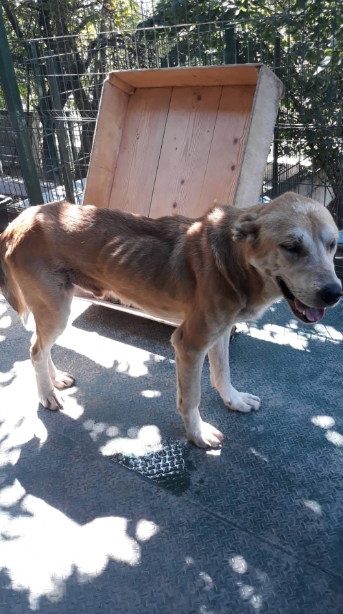 ქართული ნაგაზი უსახელო