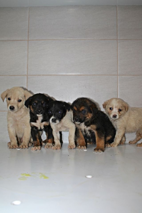 მეტისის ლეკვები უსახელო