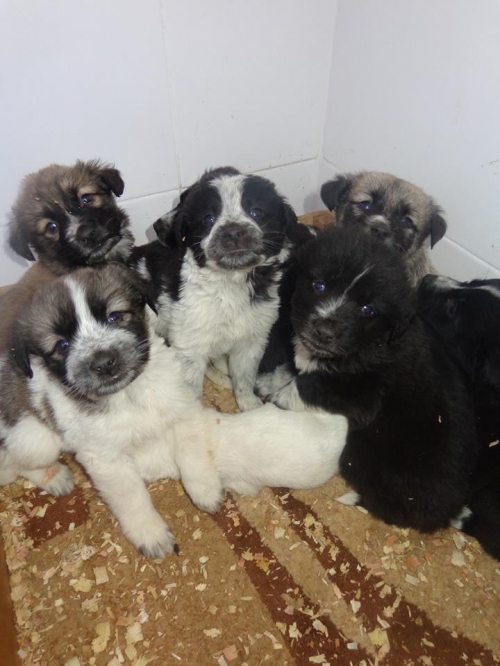 მეტისის ლეკვები უსახელო