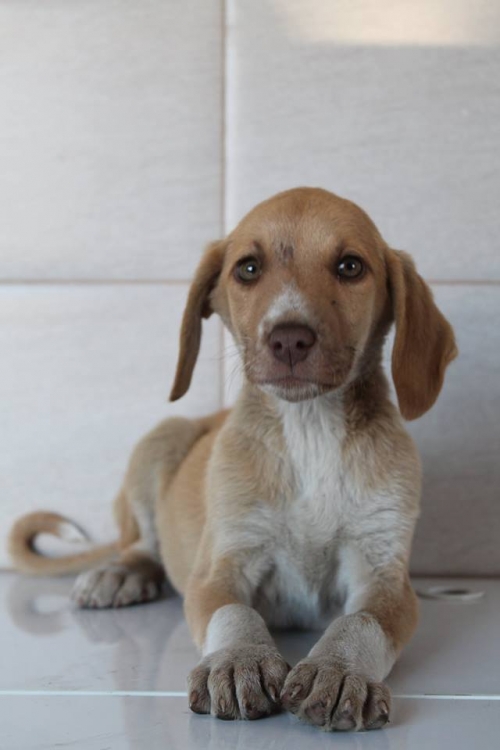 მეტისი უსახელო