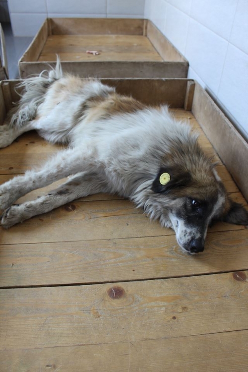 მეტისი უსახელო