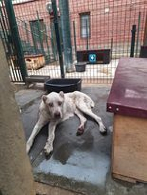 ქართული ნაგაზი ყვარელი