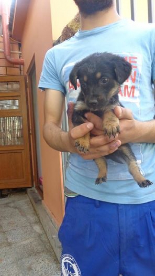 მეტისის ლეკვები უსახელო