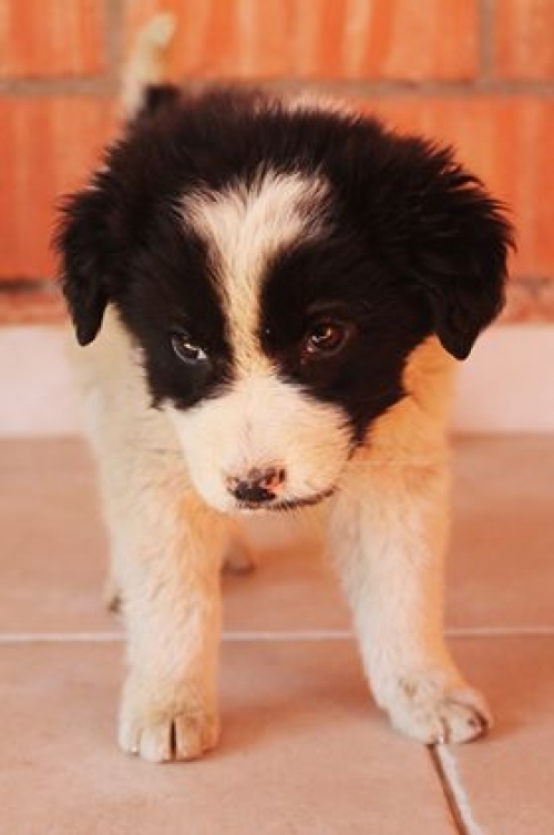 მეტისი უსახელო