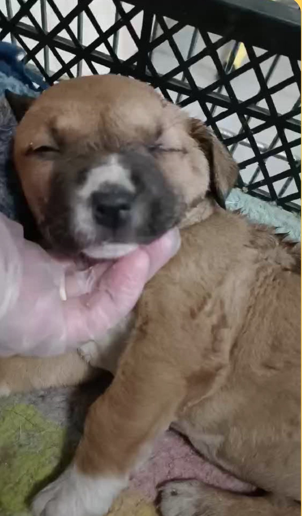 მეტისი. გუდამაყრის ქუჩა