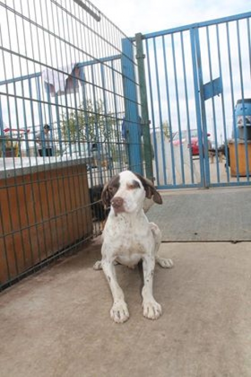 პოინტერი უსახელო