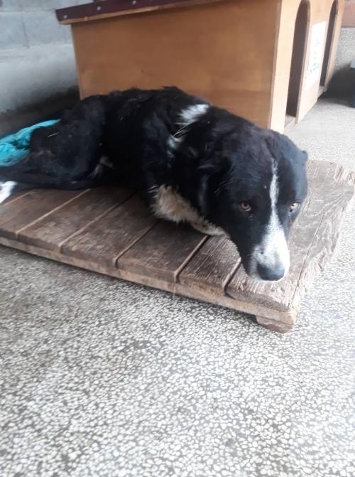 მეტისი გადმოყვანილია მუნიციპალურ თავშესაფრიდან