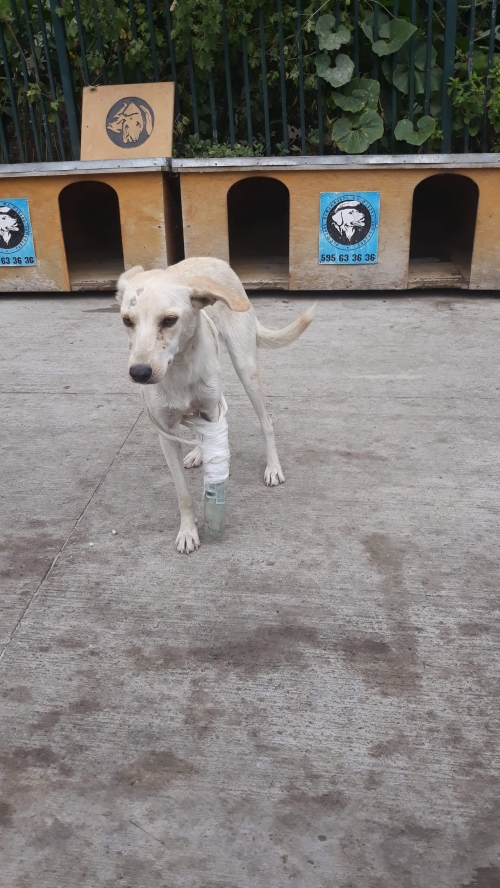 მეტისი უსახელო