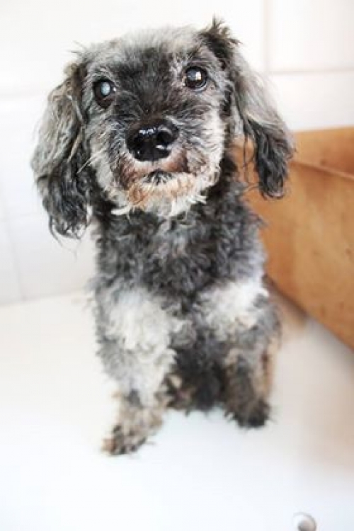 პუდელი უსახელო