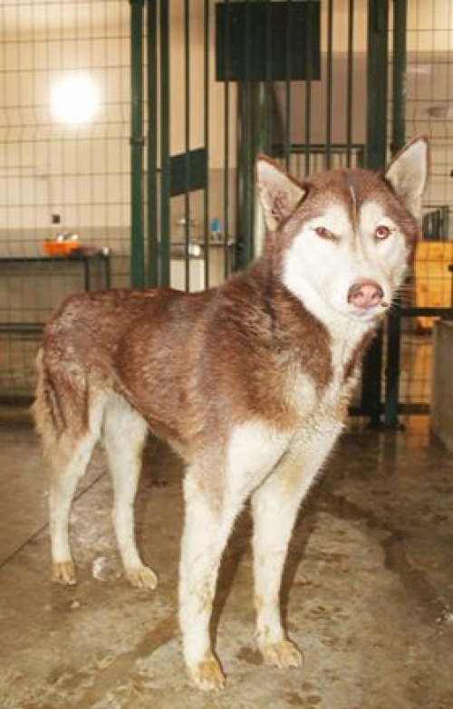 ლაიკა უსახელო