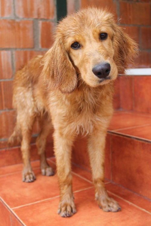 კოკერსპანელის მეტისი უსახელო