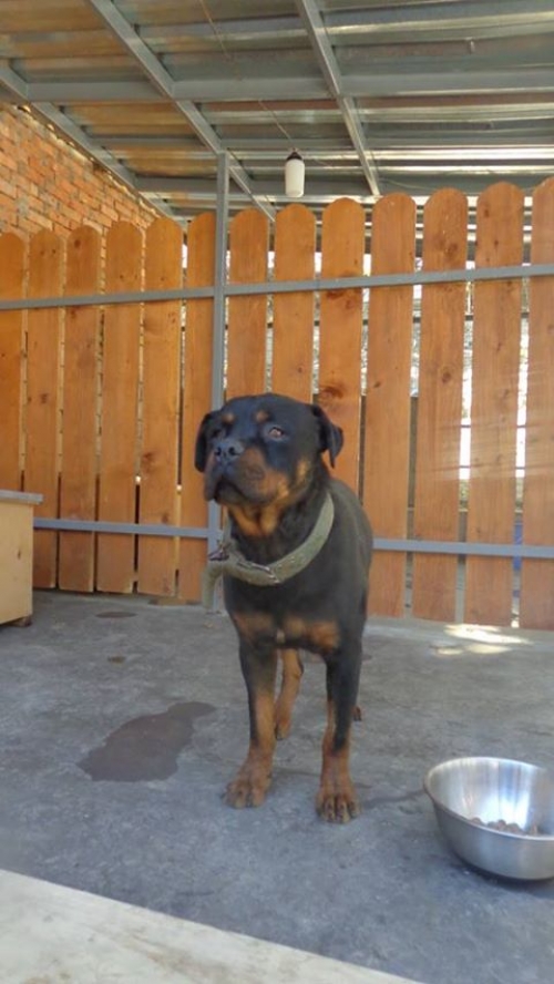 როტვეილერი უსახელო