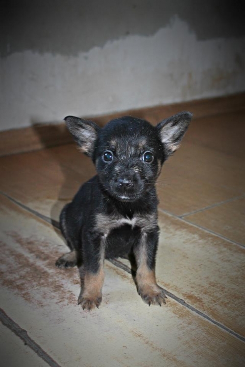 მეტისი უსახელო