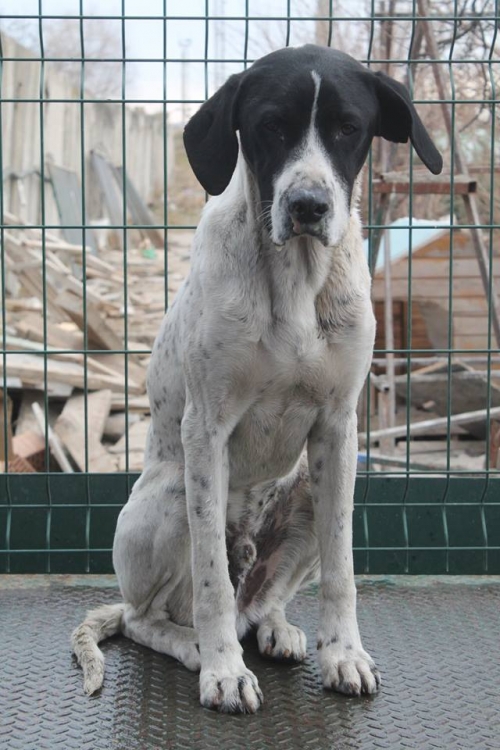 პოინტერის მეტისი უსახელო