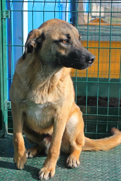 მეტისი უსახელო