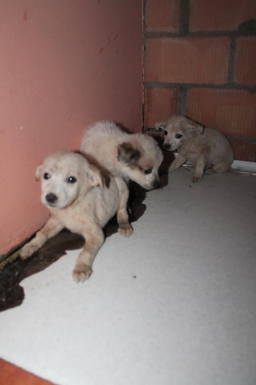 მეტისი უსახელო