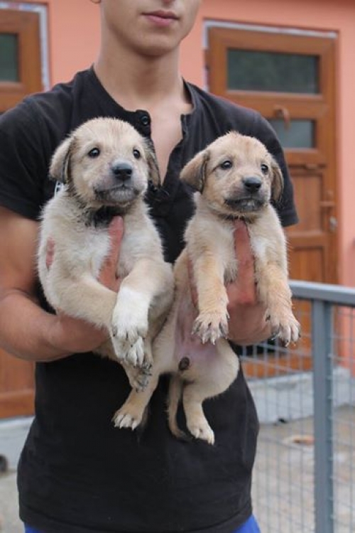 მეტისის ლეკვები უსახელოები