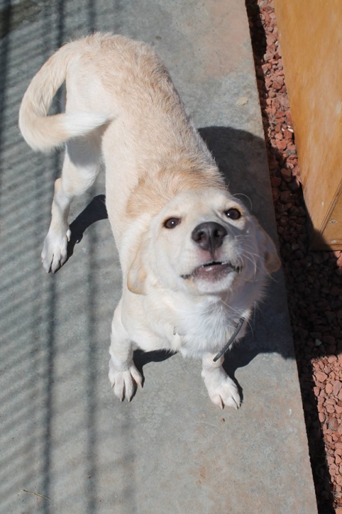 ლაბრადორის მეტისი მია