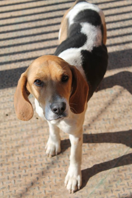 გონჩი უსახელო