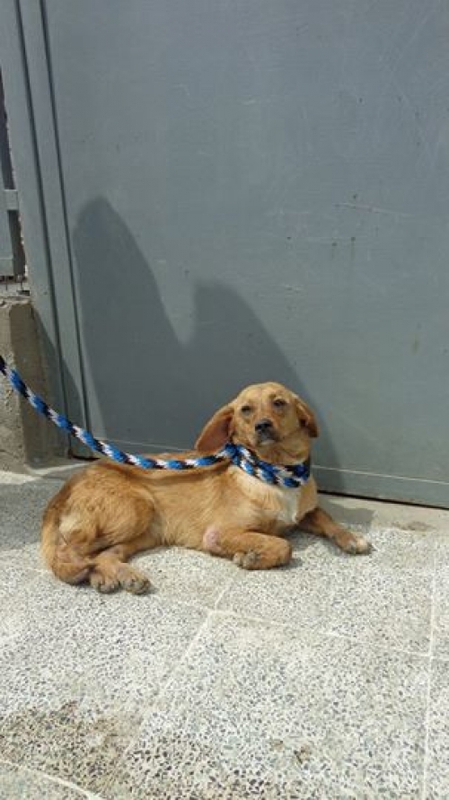 მეტისი უსახელო