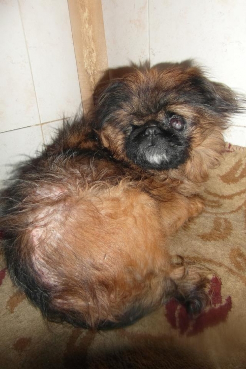 პეკინესი უცნობი