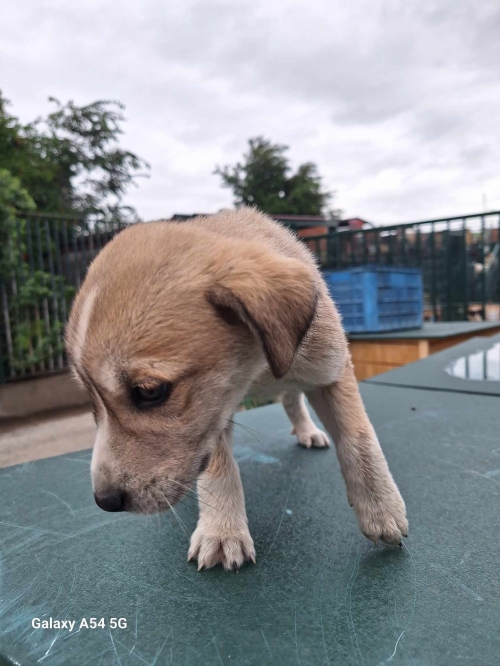 მეტისი ნაპოვნია თავშესაფრის კარებთან