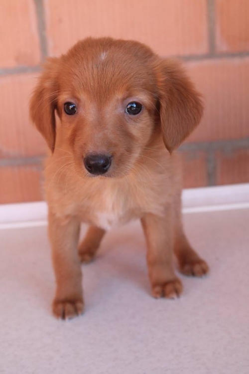 მეტისი უსახელო