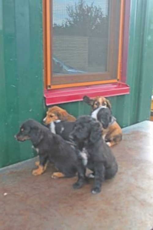 მეტისი უსახელო