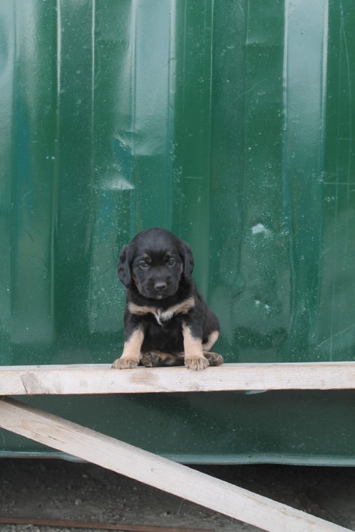 რუსული კოკერ სპანელი უსახელო