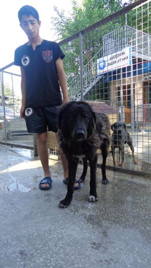 მეტისი უსახელო