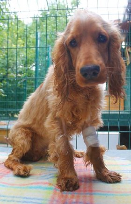 კოკერსპანიელი უსახელო